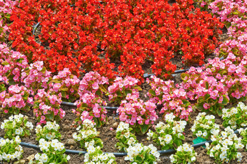 Obraz premium Begonia flowers