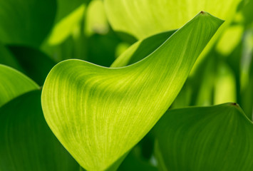 Fototapeta premium Green leafs