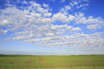 Beautiful cumulus cirrus clouds over field.
