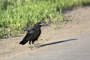 Rook on the road.