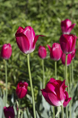 Beautiful crimson tulips 