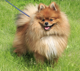 Beautiful dog on green grass
