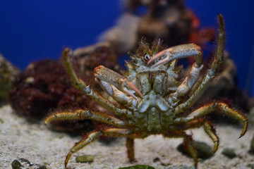 Granchio (Galathea Strigosa) del Salento