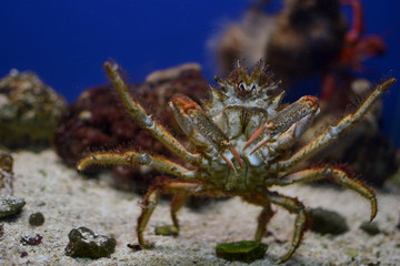 Granchio (Galathea Strigosa) del Salento