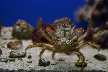 Granchio (Galathea Strigosa) del Salento