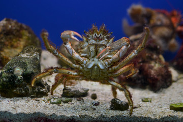 Granchio (Galathea Strigosa) del Salento