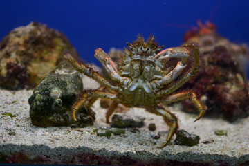 Granchio (Galathea Strigosa) del Salento