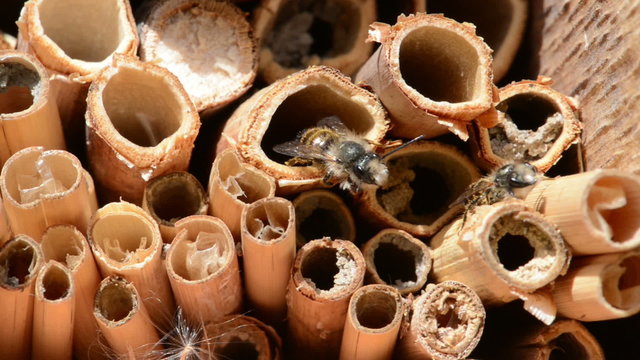 male wild bees sitting in front of insect shelter.