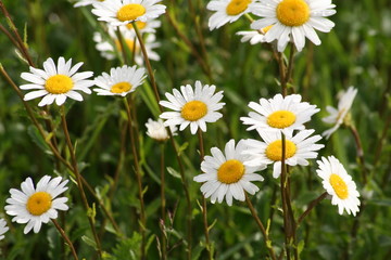 Daisies / Daisies on a background of green meadows