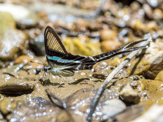 (Green Dragontail) Beautiful butterfly wings on ground in Thailand