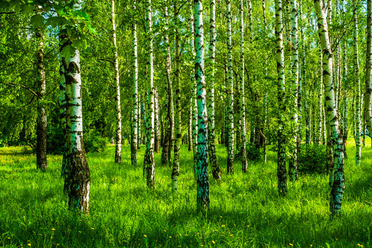 Fototapeta spring birch grove