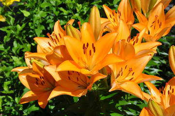 Fototapeta premium viele orange Lilien (Lilium)