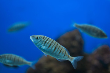 Naklejka premium Salpa (Sarpa Salpa) del Salento