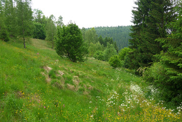 Bergwiesen Lautenthal