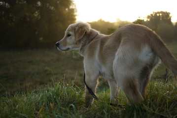 Golden Retriever