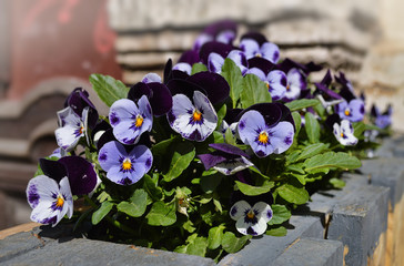 Фиалки на городской клумбе.