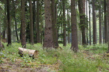 Baumstumpf
