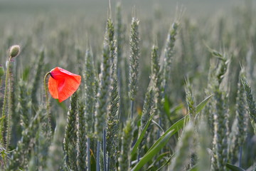 Mohnblume im Weizenfeld