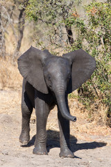 Obraz premium Elephant calf drinking water on dry and hot day