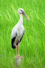Beautiful bird standing on the wood