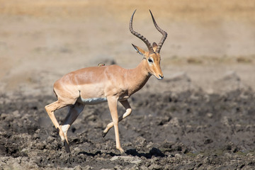 Impala ram drink water from pond with risk of crocodile
