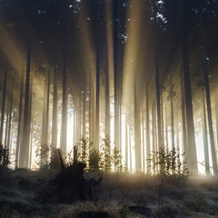 Misty spruce forest in the morning.
Misty morning with strong sun beams in a spruce forest in...