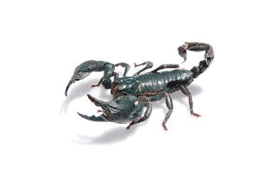 Giant forest scorpion species found in tropical and subtropical areas in Asia.