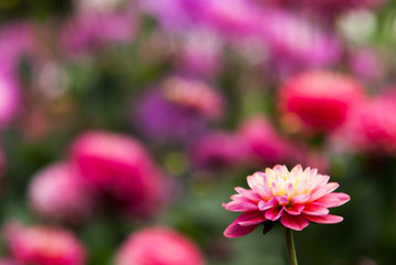 Obraz premium Dahlien mit Textfreiraum