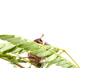 beetle