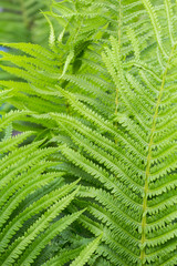 fern on the white background