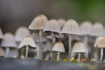 mushroom colony on old tree