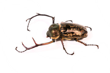 The male of Cheirotonus gestroi gestroi in Thailand. These beetles a strong fliers and feed on tree sap and fermenting fruit.