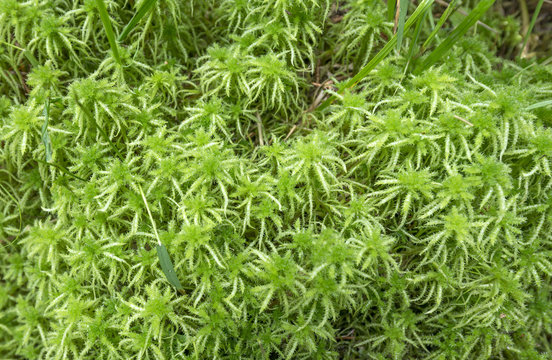 Moos Sphagnum - Peat