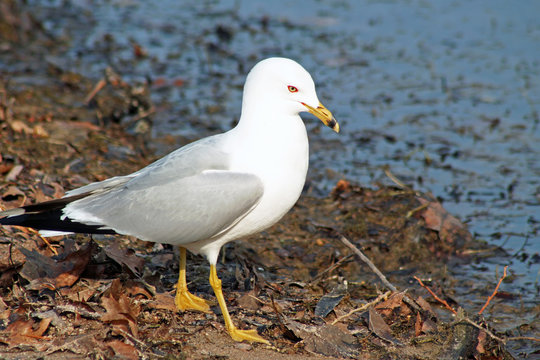 Seagull walking along the beach in autumn.  Leaves have washed up on shore blue water in background
