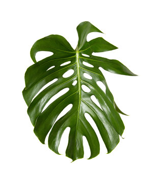 large green shiny leaf of monstera