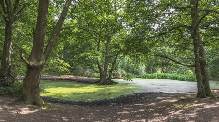 Small pond in the woods covered in duckweed - summer landscape