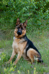 german shepherd dog portrait in the park 