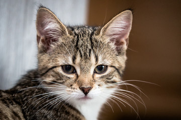 süßestes kätzchen - portrait