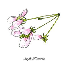 apple blossoms