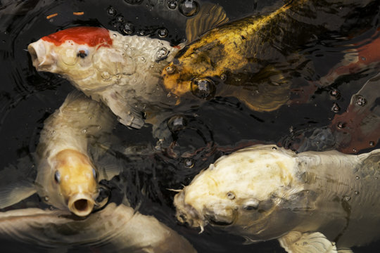 Coy Carp feeding