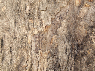 Tree bark texture