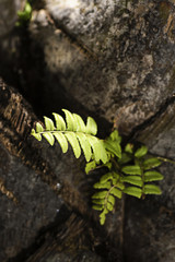 vitality of plant, hope