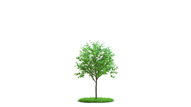 Tree growth on a round green grass. Ideal isolation. On white and black background with black and white mask.