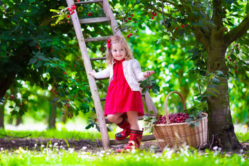 Little girl picking fresh cherry berry in the garden