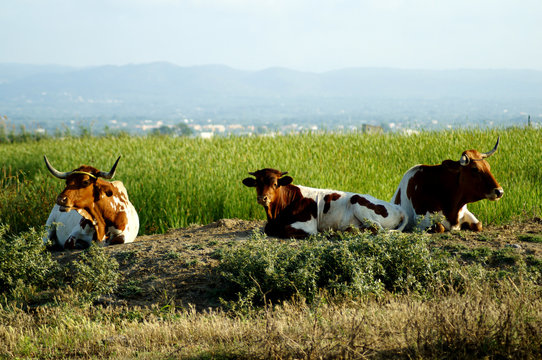 Toro manso en los arrozales del Delta del Ebro