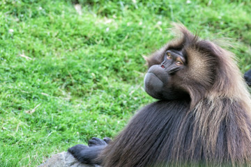 gelada baboon monkey ape portrait