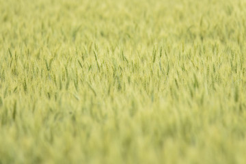 field of wheat still green