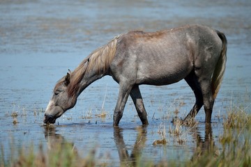 Cavallo Camargue