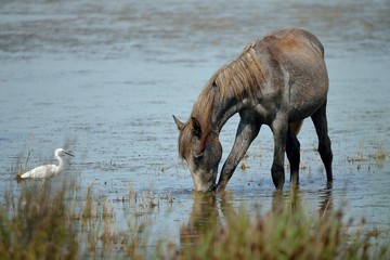 Cavallo Camargue