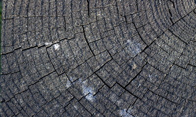 Fototapeta premium Weathered End Grain